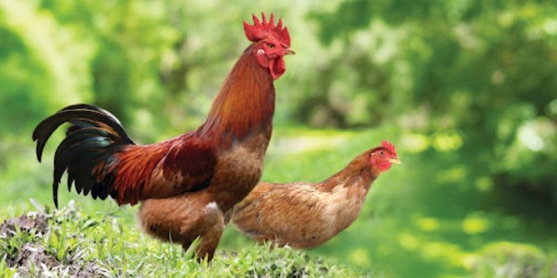 Vảy gà xấu là gì? Có ảnh hưởng đến khảu năng chiến gà đá